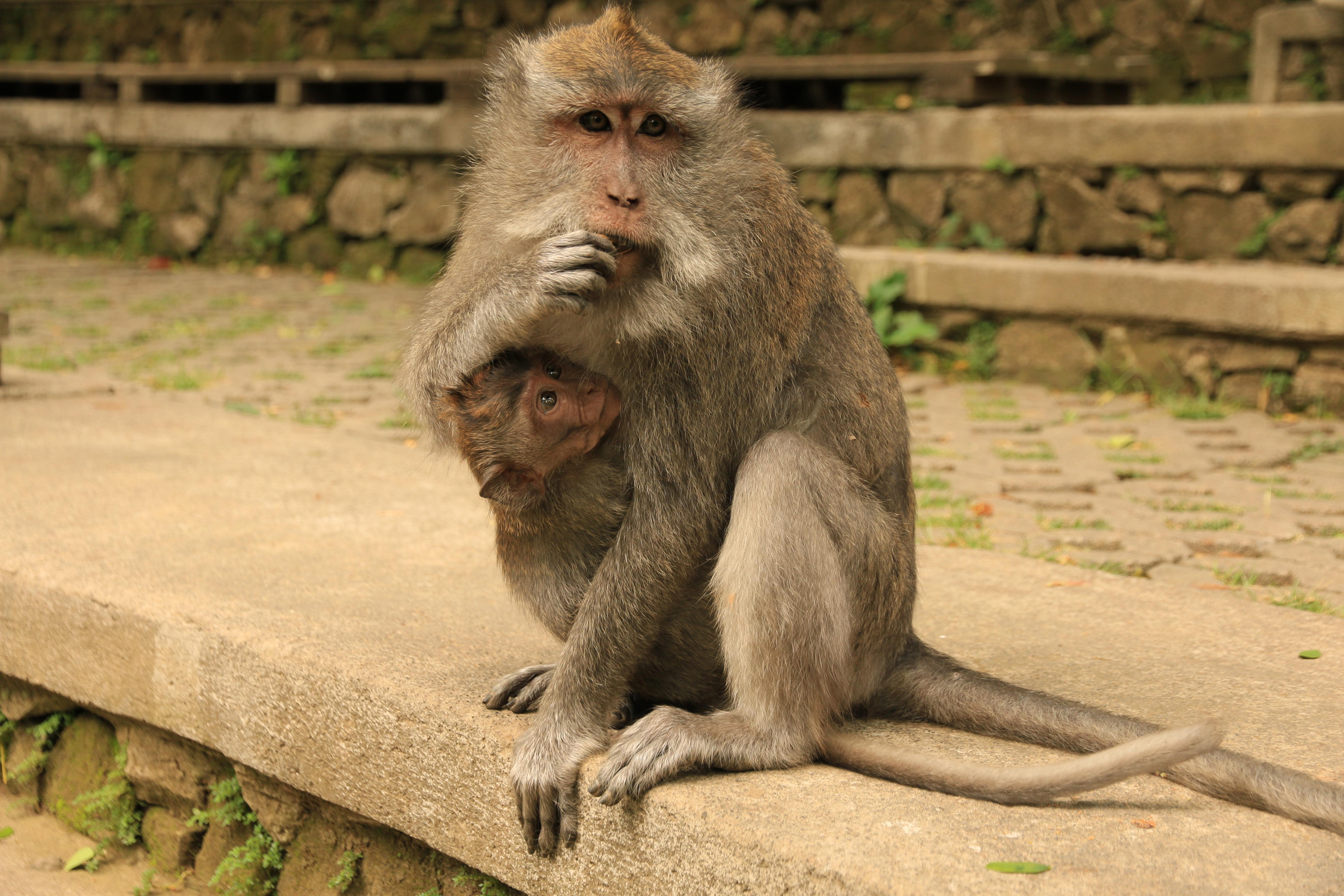 Ubud monkeys